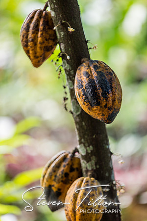 Sierra Madre del Sur, Mexico