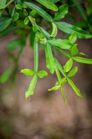 Sierra Madre del Sur, Mexico