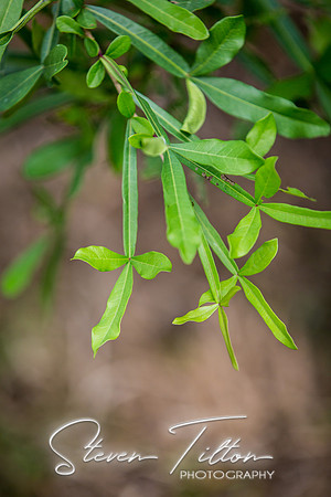 Sierra Madre del Sur, Mexico