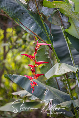 Sierra Madre del Sur, Mexico
