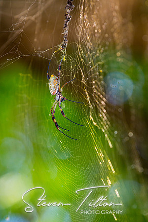 Sierra Madre del Sur, Mexico