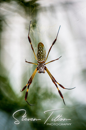 Sierra Madre del Sur, Mexico