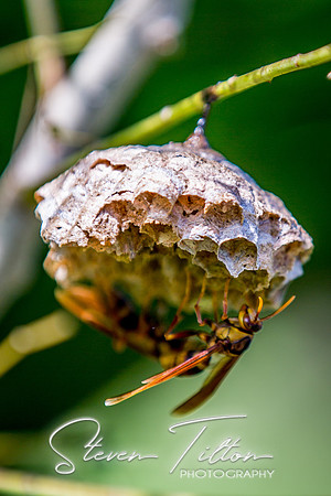 Sierra Madre del Sur, Mexico