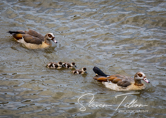 Family of Ducks