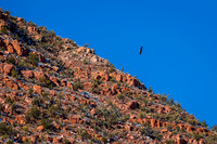 Vrede Canyon Railroad