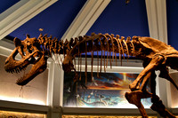 Dinosaur Display
