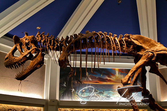 Dinosaur Display