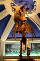 Dinosaur Display