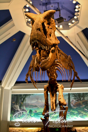 Dinosaur Display