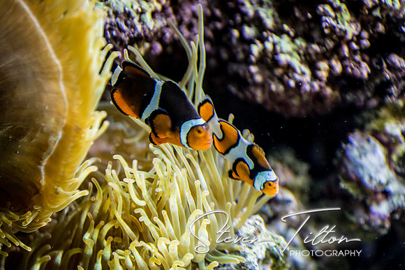 Aquarium at Ft. Fisher