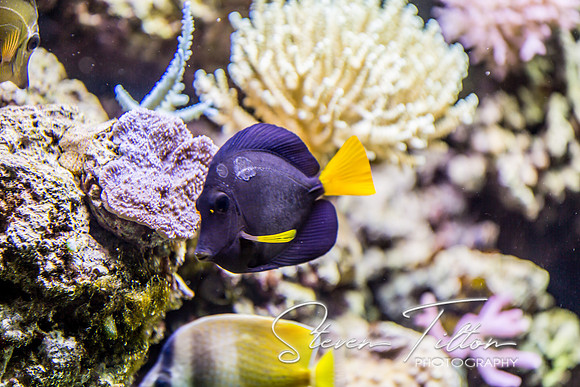 Aquarium at Ft. Fisher