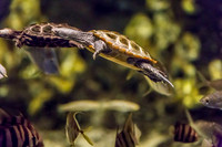 Aquarium at Ft. Fisher