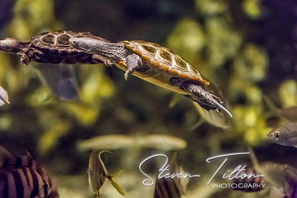 Aquarium at Ft. Fisher