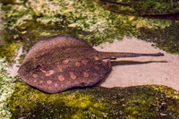 Aquarium at Ft. Fisher