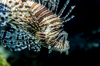 Aquarium at Ft. Fisher