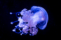 Aquarium at Ft. Fisher