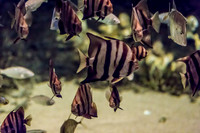 Aquarium at Ft. Fisher