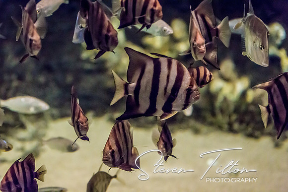 Aquarium at Ft. Fisher