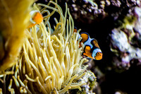 Aquarium at Ft. Fisher