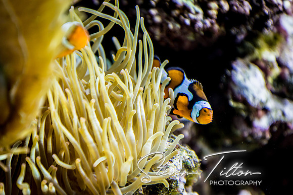 Aquarium at Ft. Fisher