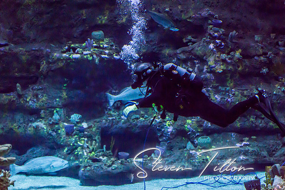 Aquarium at Ft. Fisher