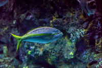 Aquarium at Ft. Fisher