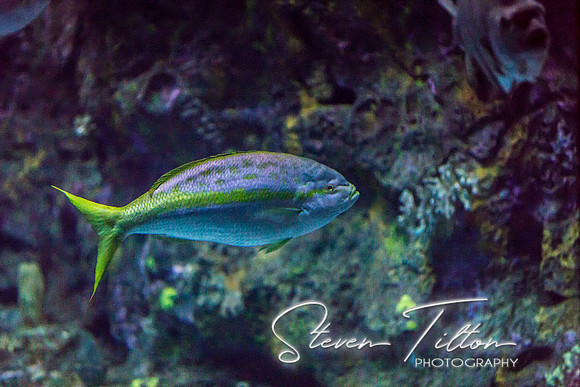Aquarium at Ft. Fisher