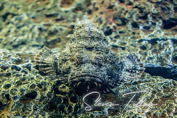 Aquarium at Ft. Fisher