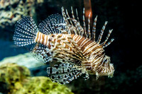 Aquarium at Ft. Fisher