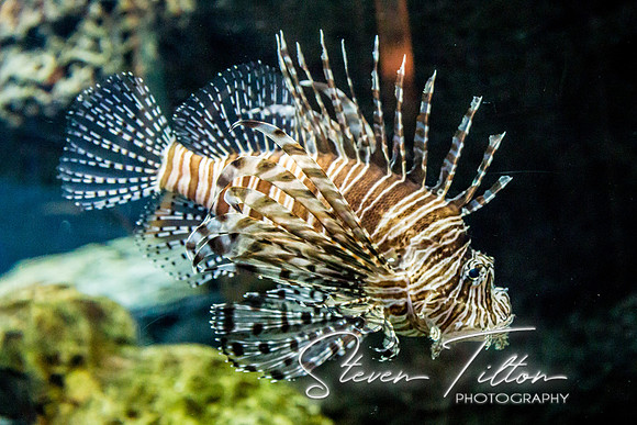 Aquarium at Ft. Fisher