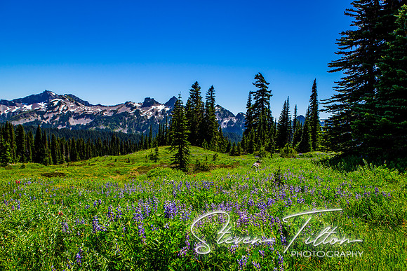 Mount Rainier National Park