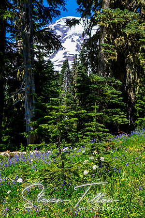 Mount Rainier National Park