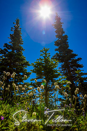Mount Rainier National Park