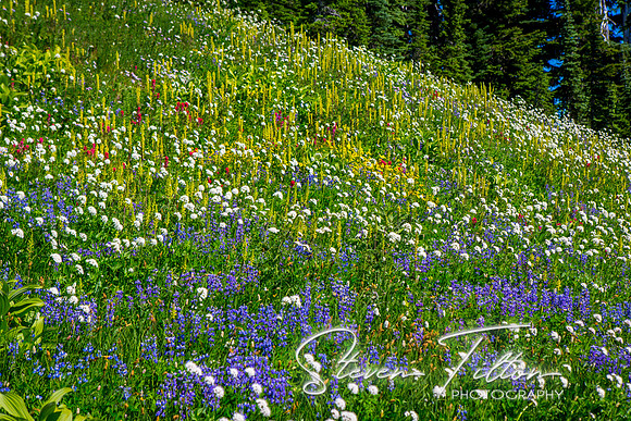 Mount Rainier National Park