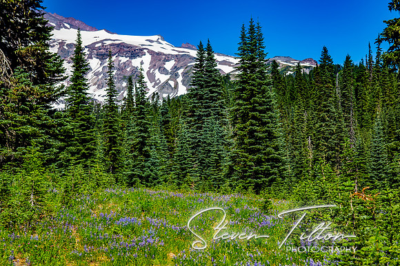 Mount Rainier National Park
