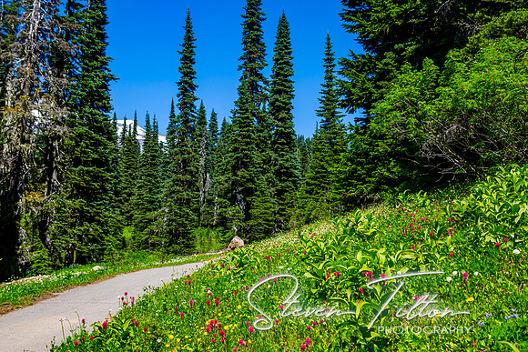 Mount Rainier National Park
