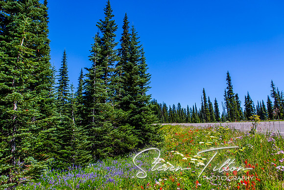 Mount Rainier National Park