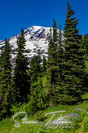 Mount Rainier National Park