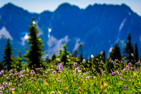Mount Rainier National Park