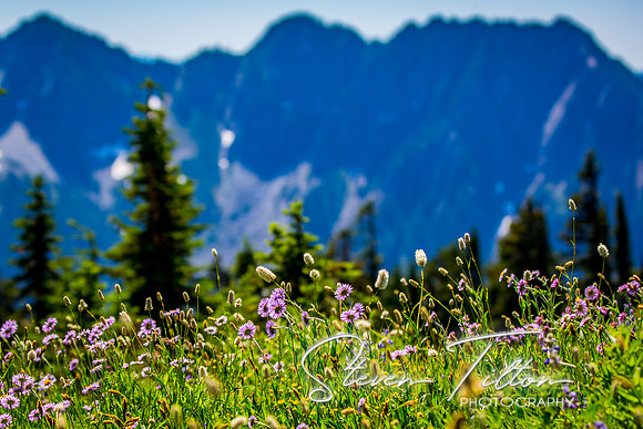 Mount Rainier National Park