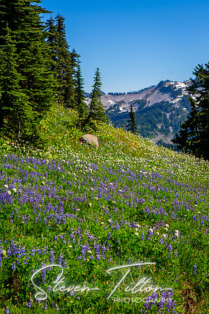 Mount Rainier National Park