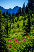 Mount Rainier National Park