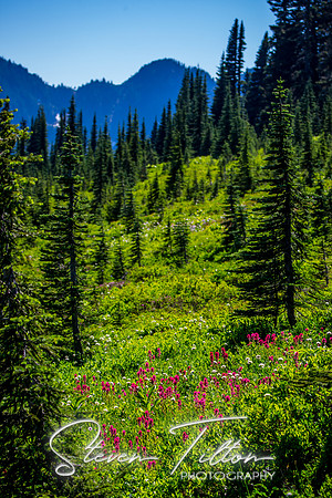 Mount Rainier National Park