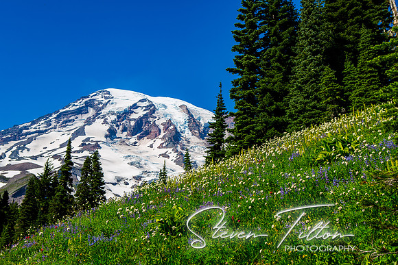 Mount Rainier National Park