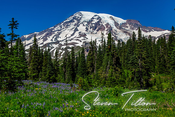 Mount Rainier National Park