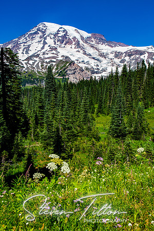 Mount Rainier National Park