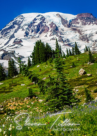 Mount Rainier National Park