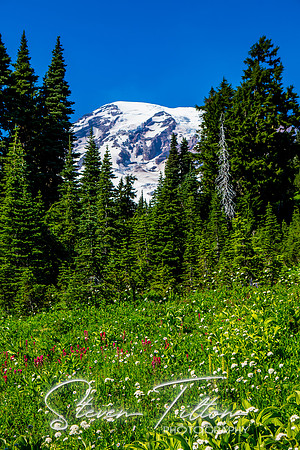 Mount Rainier National Park