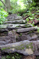 Woodland Steps