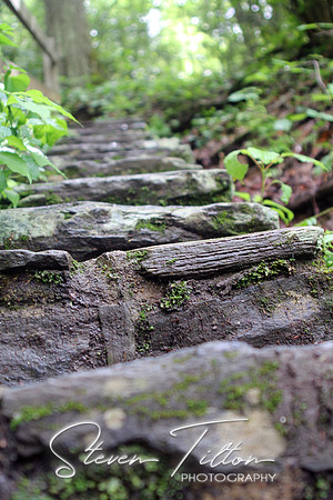Woodland Steps